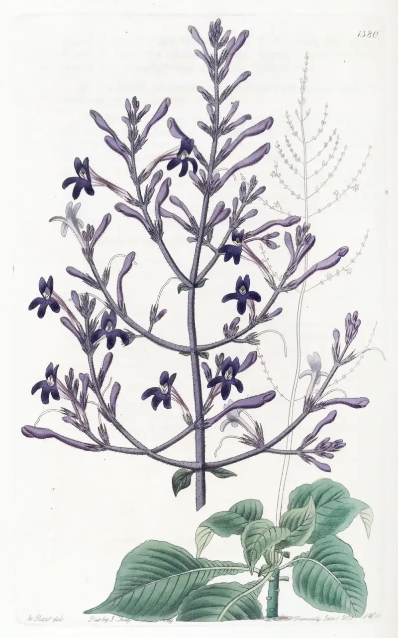 Schöne Justicia von Sydenham Edwards