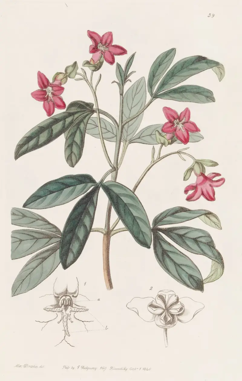 Schöne Lemonia von Sydenham Edwards