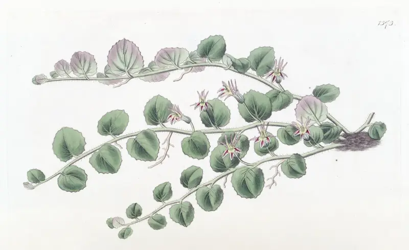 Begonia-leaved Pratia av Sydenham Edwards