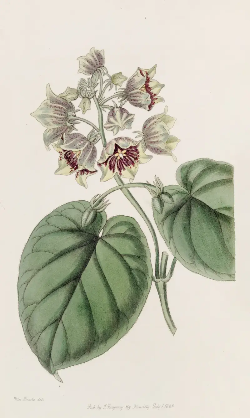 Glockenförmige Sarcostemma von Sydenham Edwards