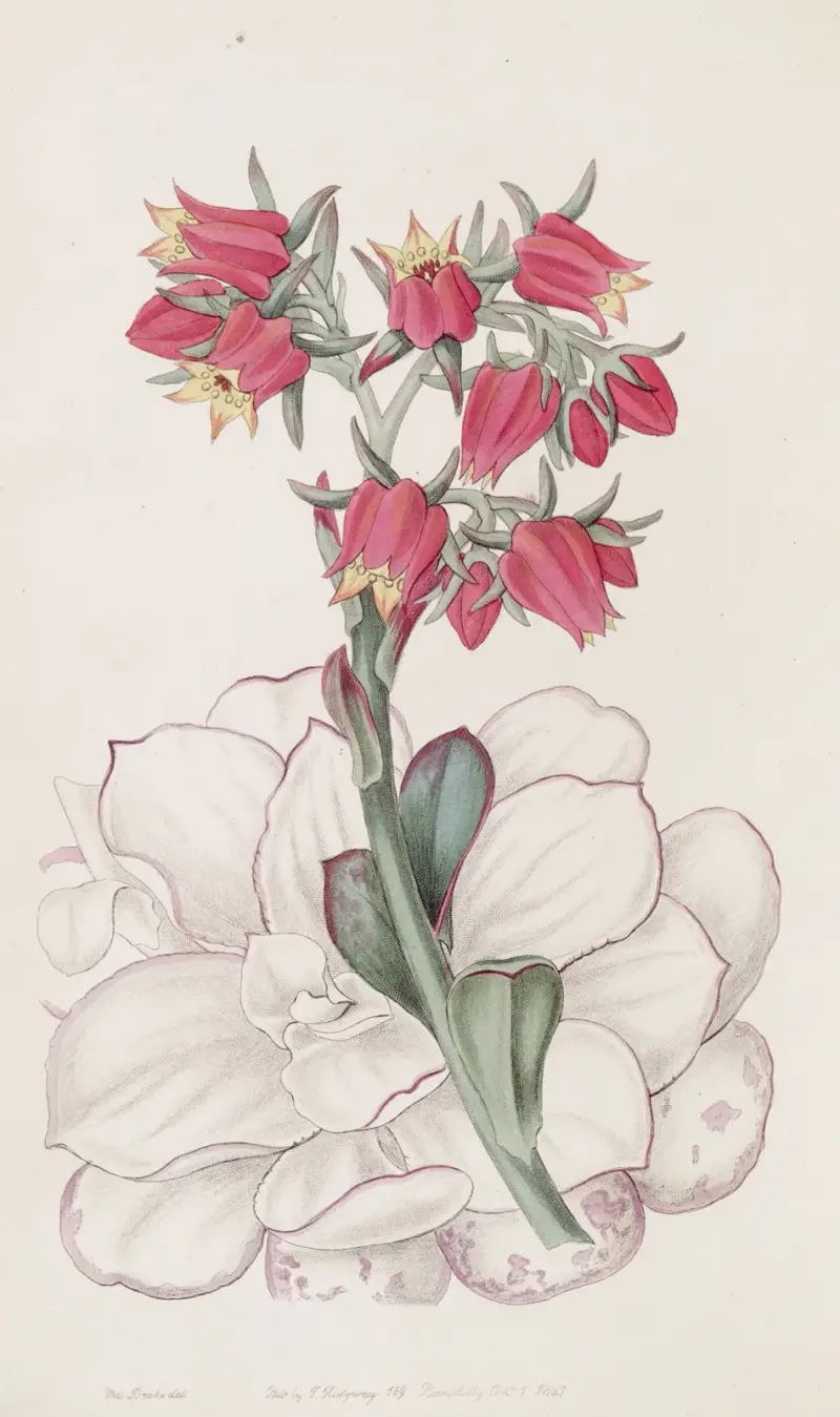 Echeveria o tępych liściach, Sydenham Edwards