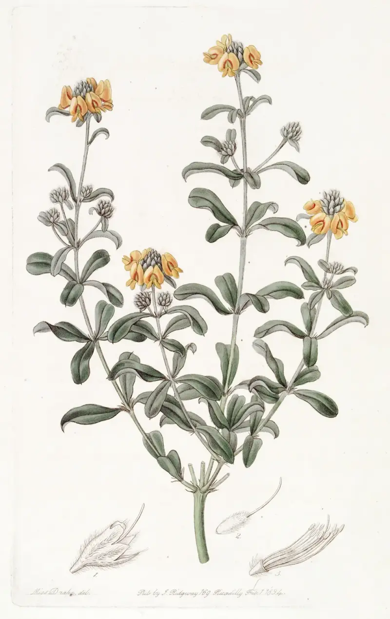 Blunt-leaved Gastrolobium av Sydenham Edwards