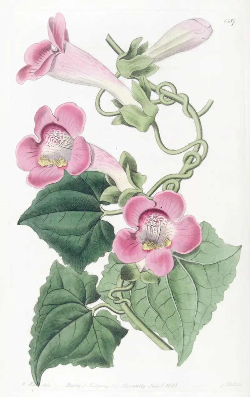 Errötende Lophospermum von Sydenham Edwards