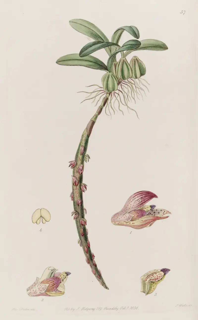 Bracteolate Bolbophyllum, Sydenham Edwards