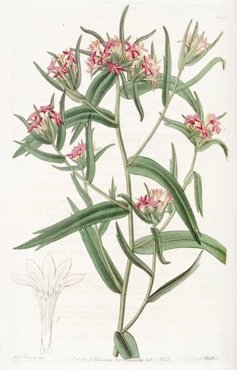 Ziegelrote Collomia von Sydenham Edwards