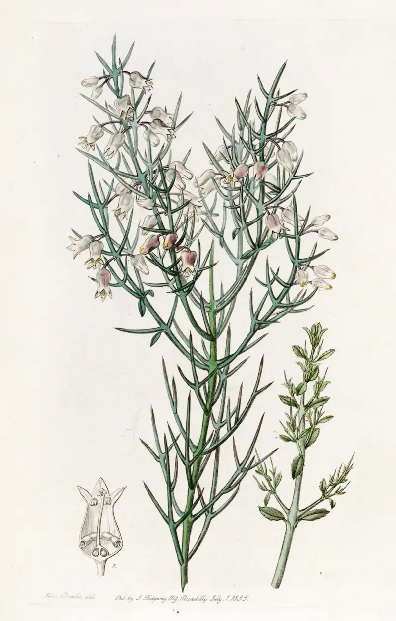 Bristling Colletia von Sydenham Edwards