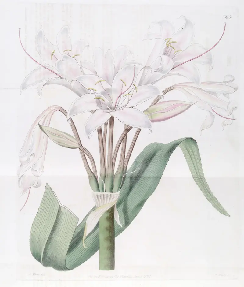 Breitblättrige Crinum von Sydenham Edwards