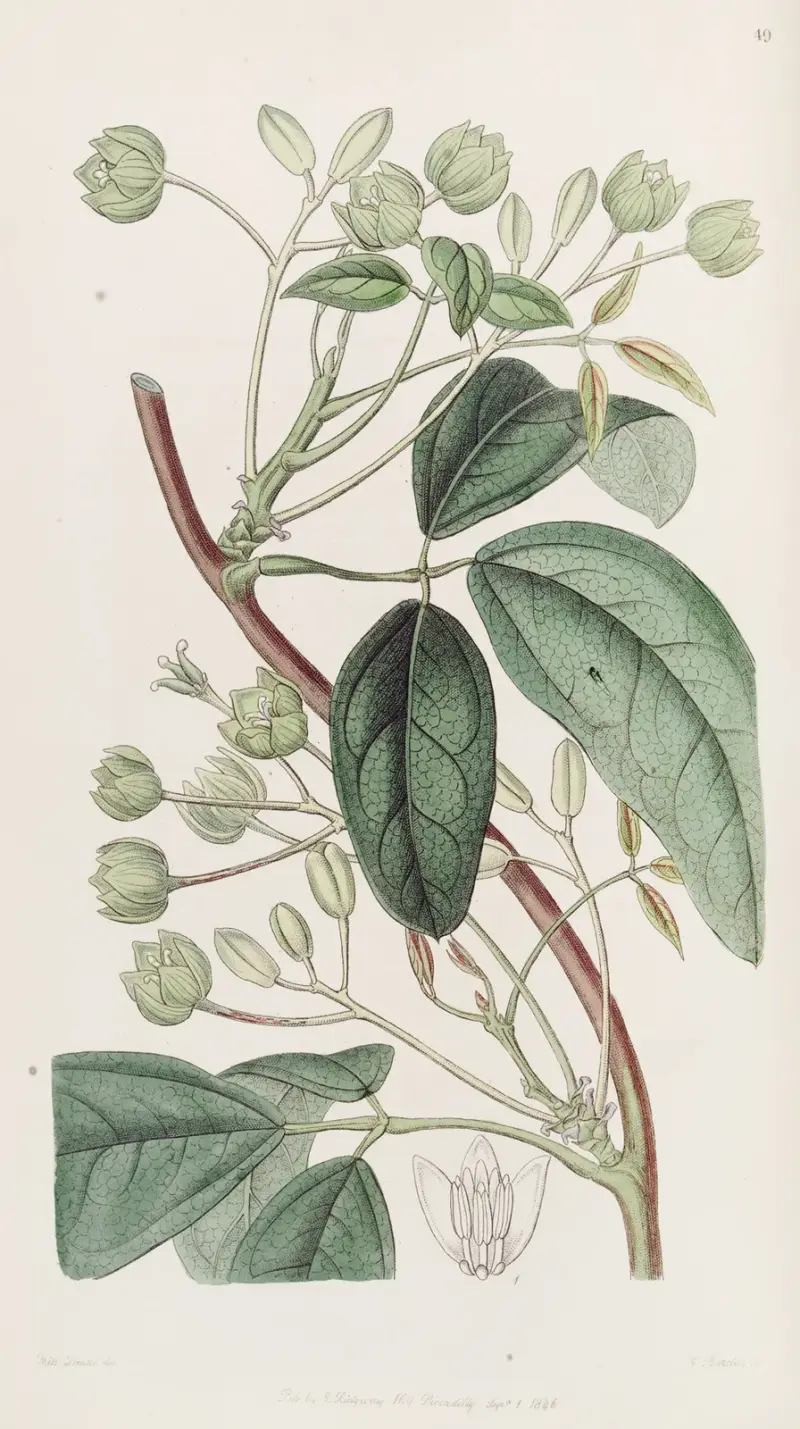 Breitblättrige Holbollia von Sydenham Edwards