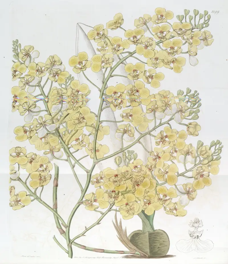 Širokopyskatá oncidium, Sydenham Edwards