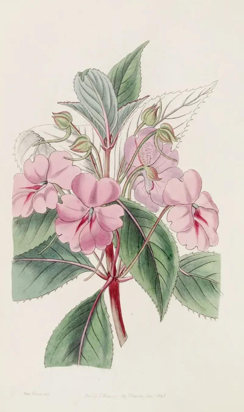 Breitblättriges Springkraut von Sydenham Edwards