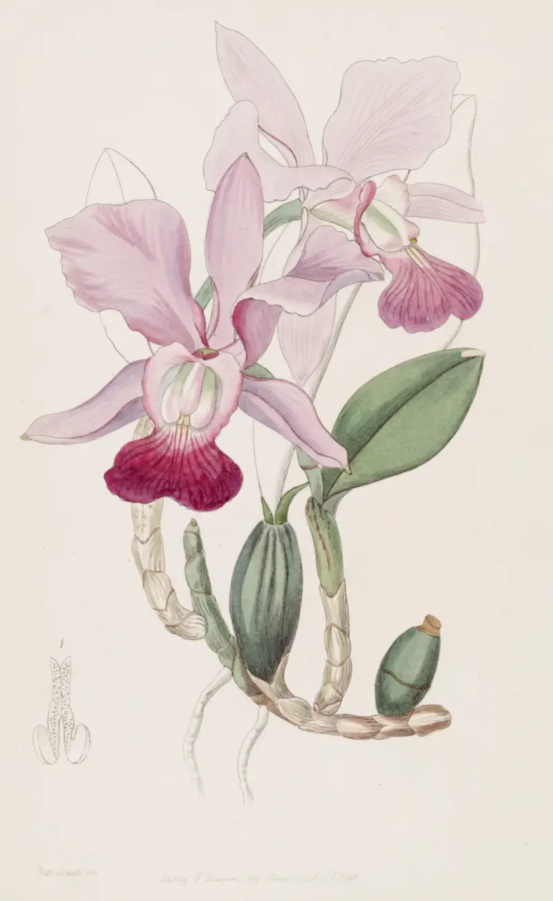 Bulbous Cattleya von Sydenham Edwards