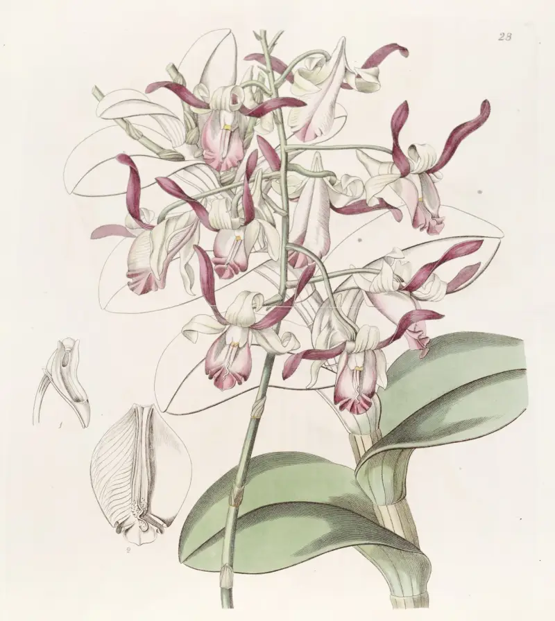 Bull-headed Dendrobium von Sydenham Edwards