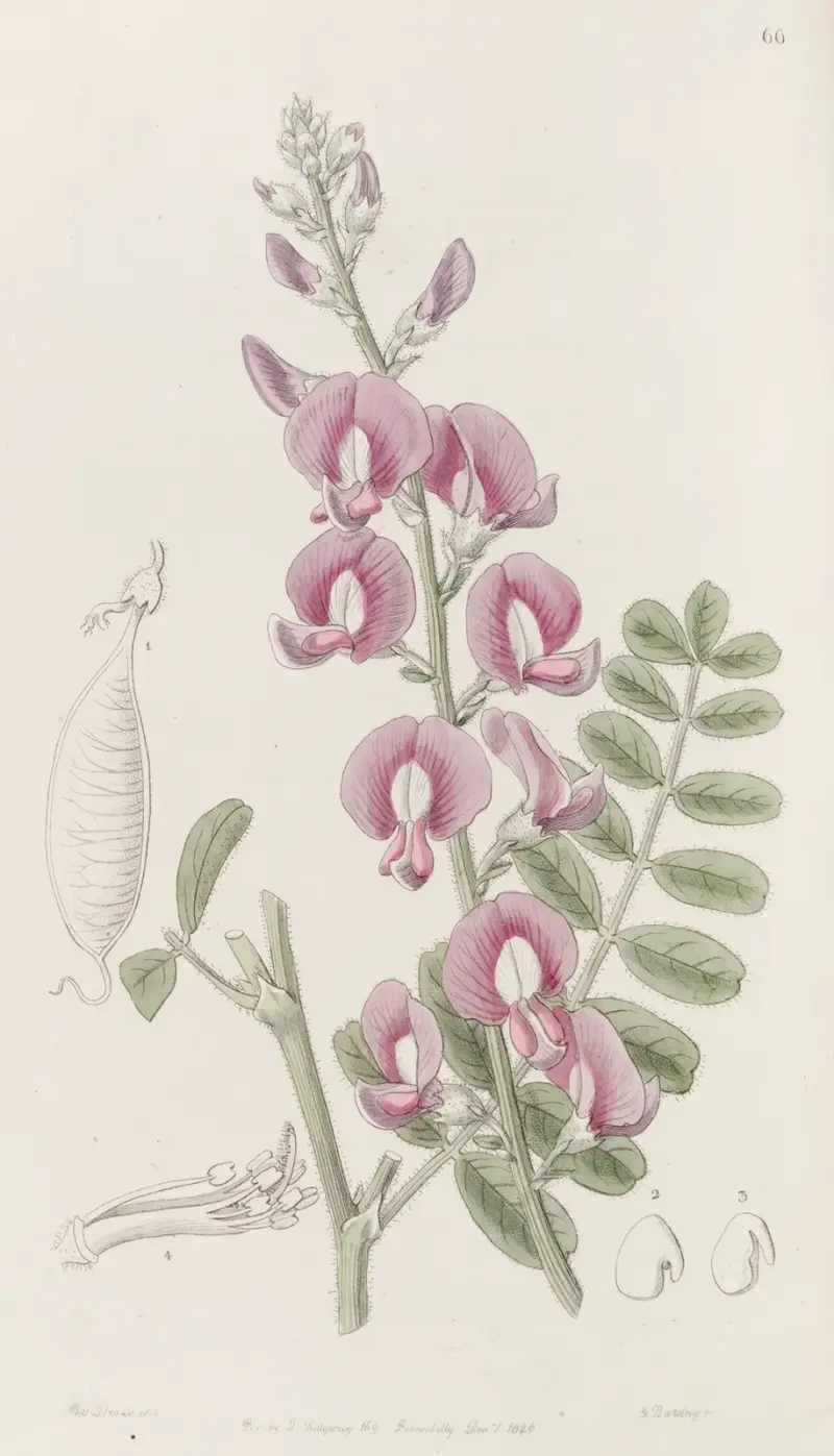 Swainsona kapitana Greya, Sydenham Edwards