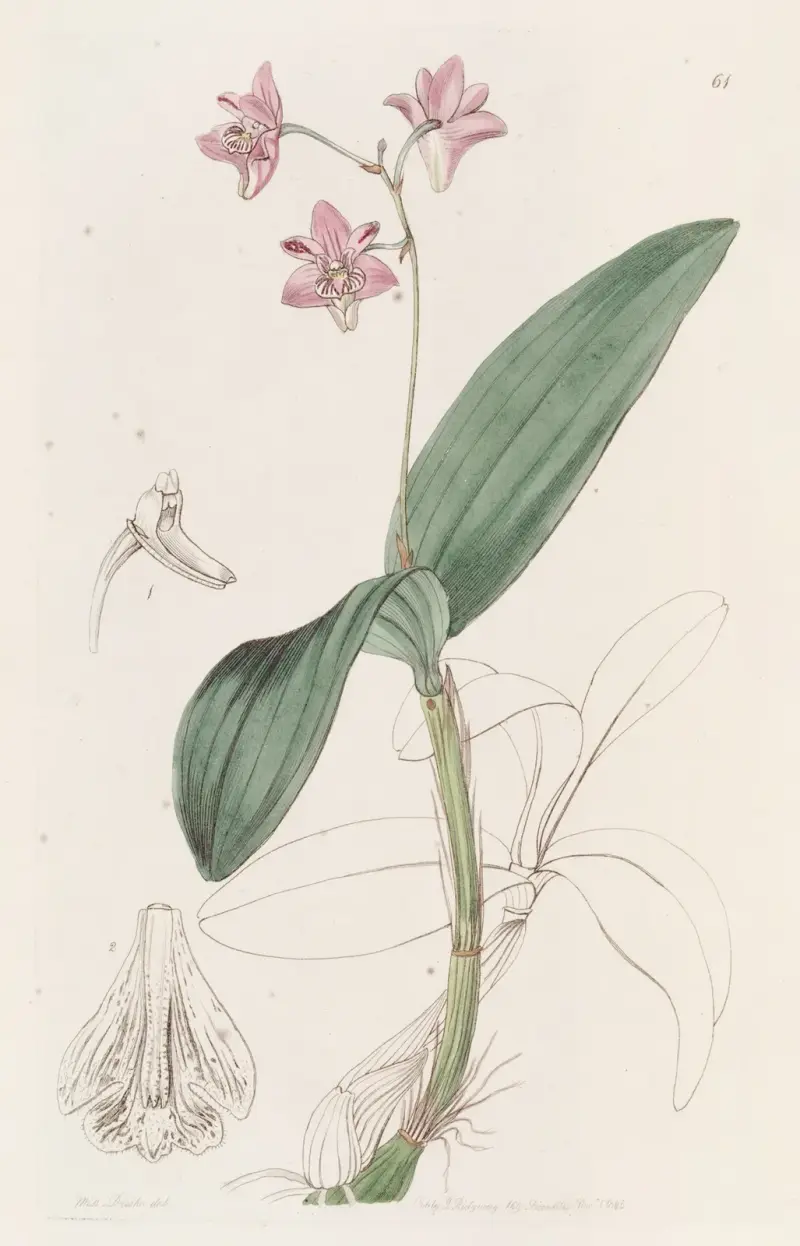 Kapten Kings dendrobium, Sydenham Edwards