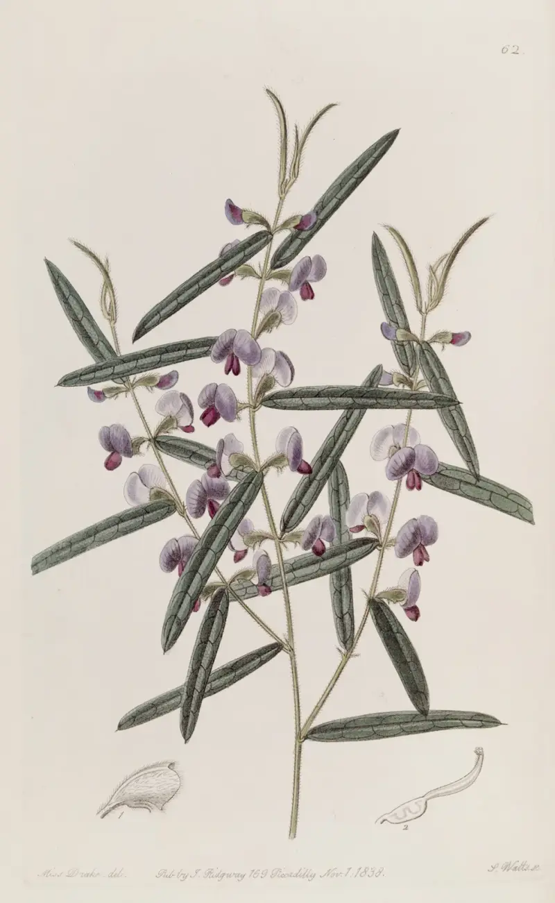 Hovea kapitana Manglesa, Sydenham Edwards