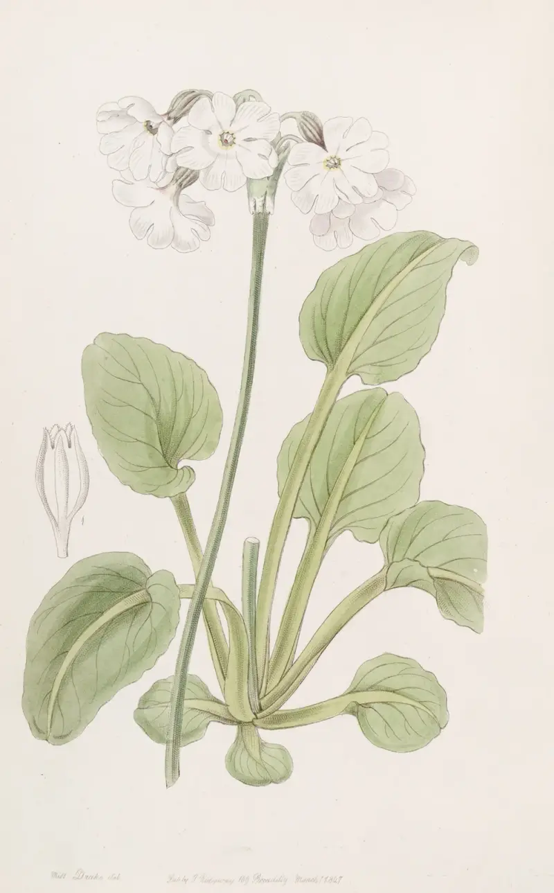 Captain Munro’s Primrose von Sydenham Edwards