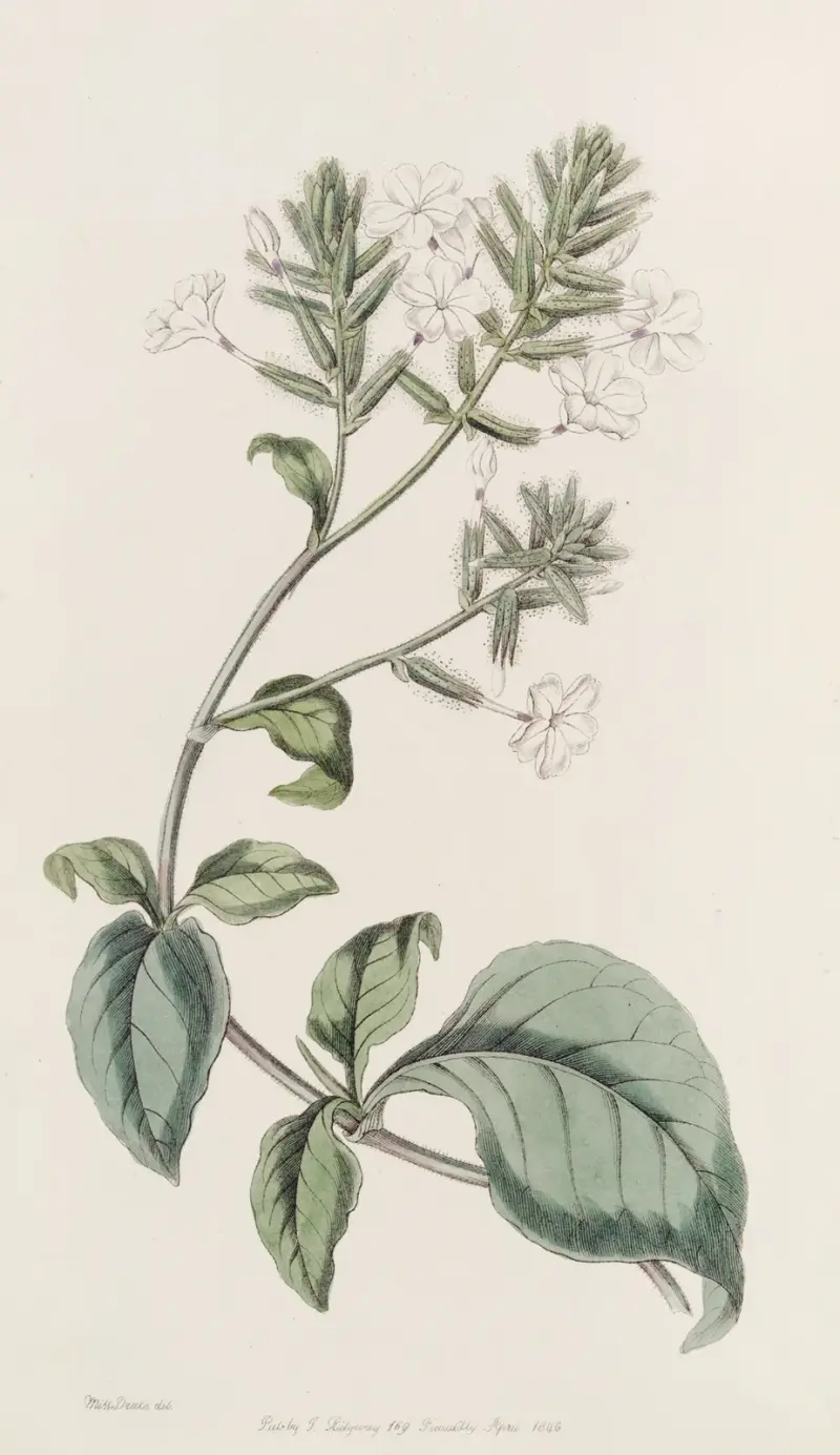 Ceylonsk blyblomma, Sydenham Edwards
