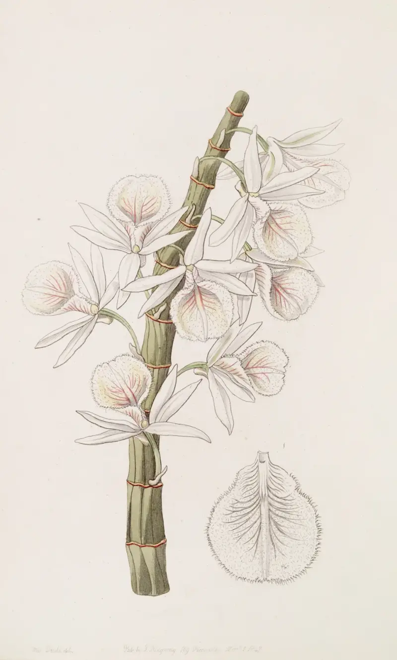 Kritvit dendrobium, Sydenham Edwards