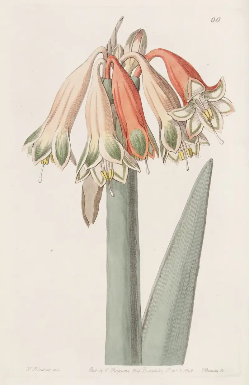 Zmienna kobralia, Sydenham Edwards