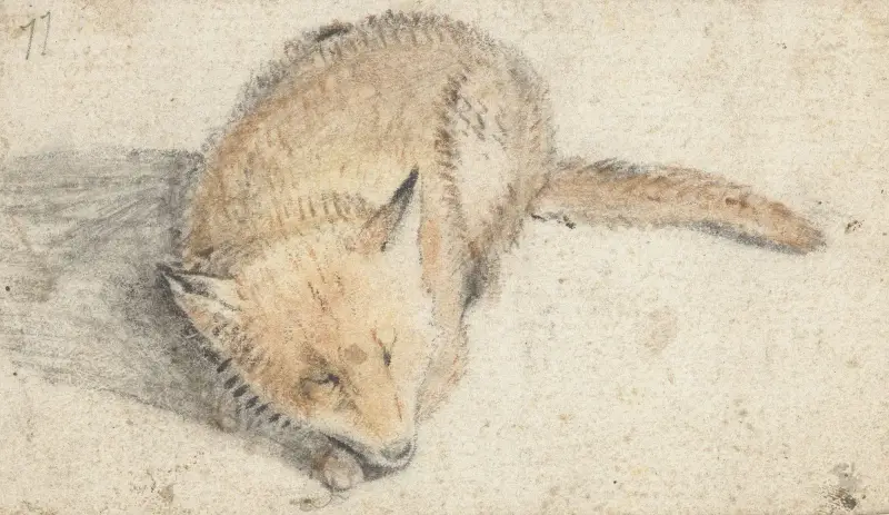 Sovande räv av Gerard ter Borch