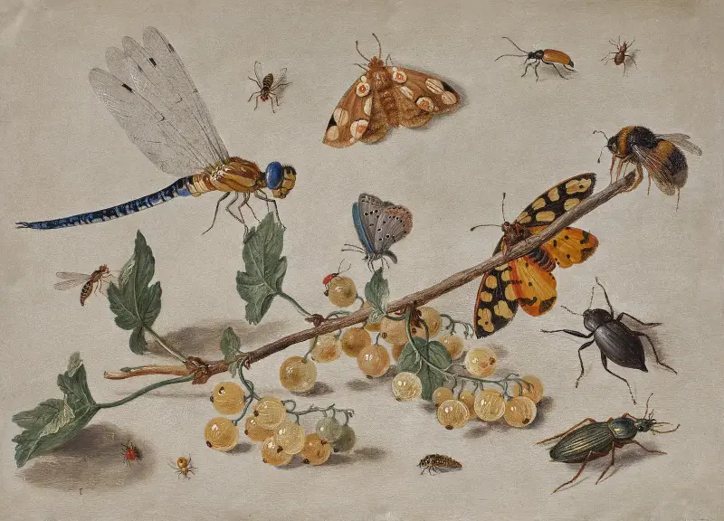 Sprig of Gooseberries with a Dragonfly, Butterflies, Beetles, and a Bee av Jan Van Kessel The Elder