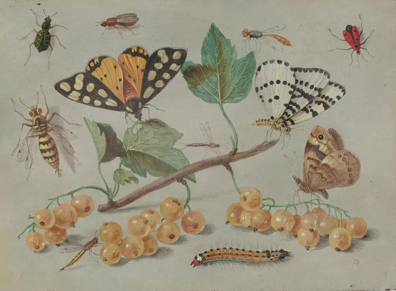 Study of Butterfly and Insects av Jan Van Kessel The Elder