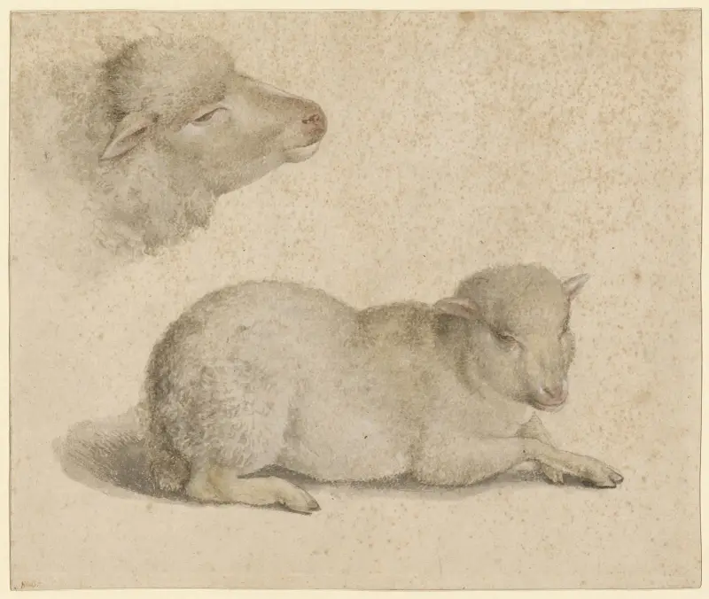 Ruhendes Lamm und Kopf eines Lammes av Hans Holbein The Younger