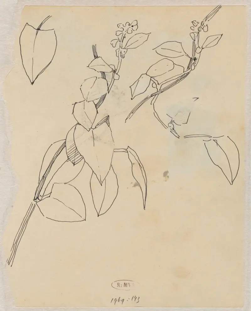 Studie rostlin, 1876 – č. 1, Theo Nieuwenhuis