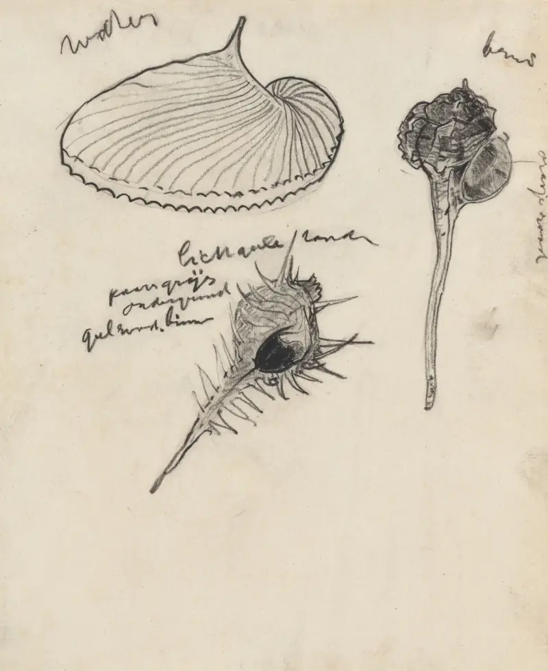 Studieblad met drie schelpen av Theo Nieuwenhuis