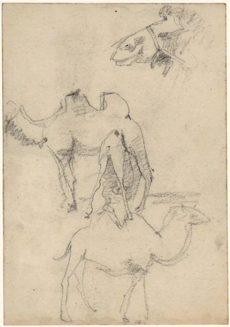 Studie velblouda, Theo Nieuwenhuis