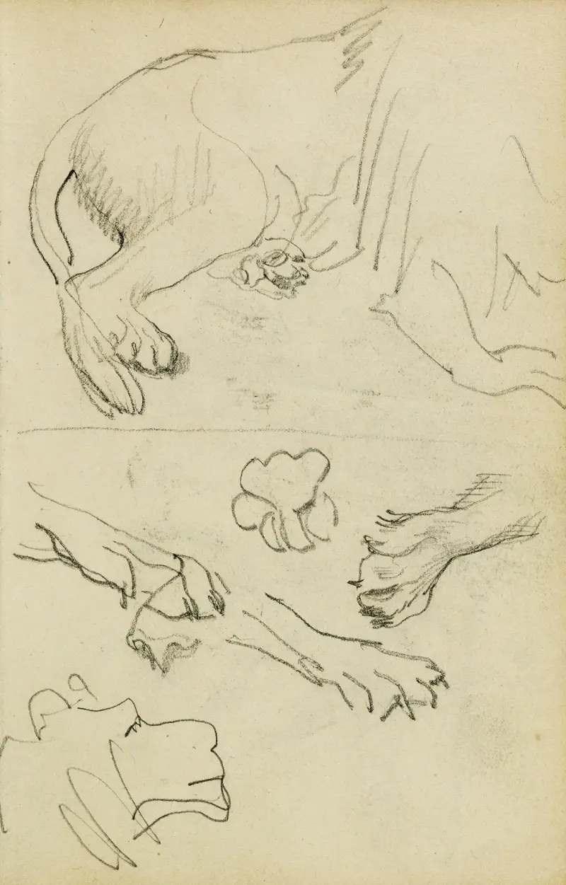 Studier av lejonben, tassar och huvud av Théodore Géricault