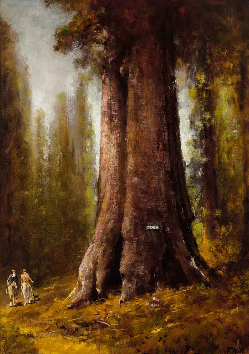 Kalifornische Redwoodbäume von Thomas Hill