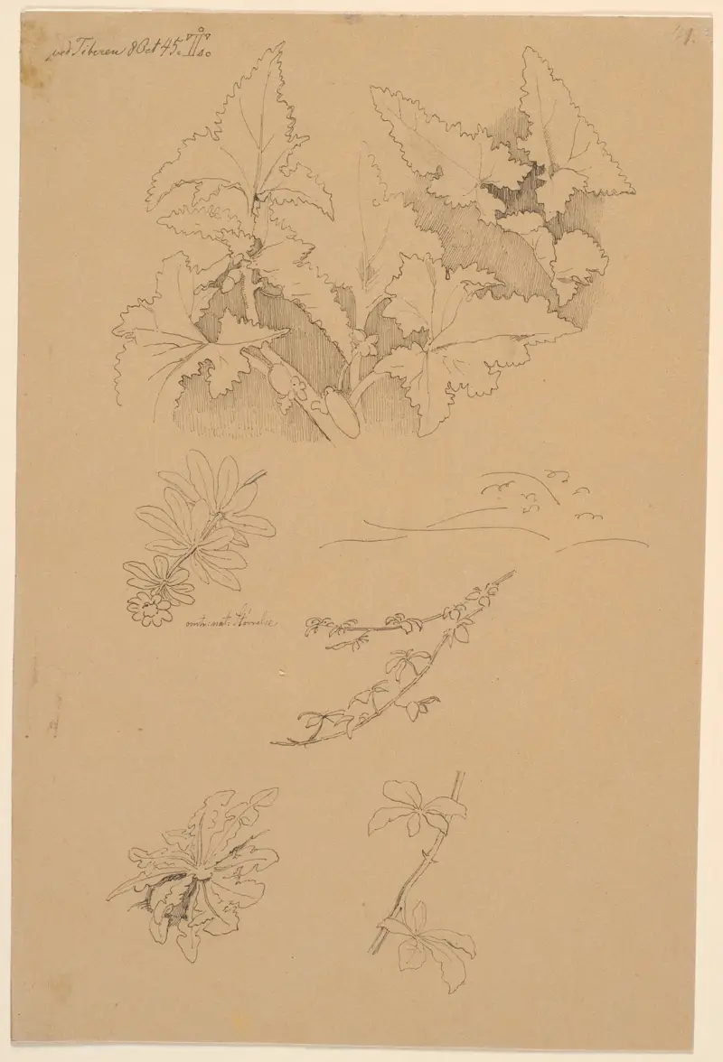 Blad- och blomsterstudier av Johan Thomas Lundbye