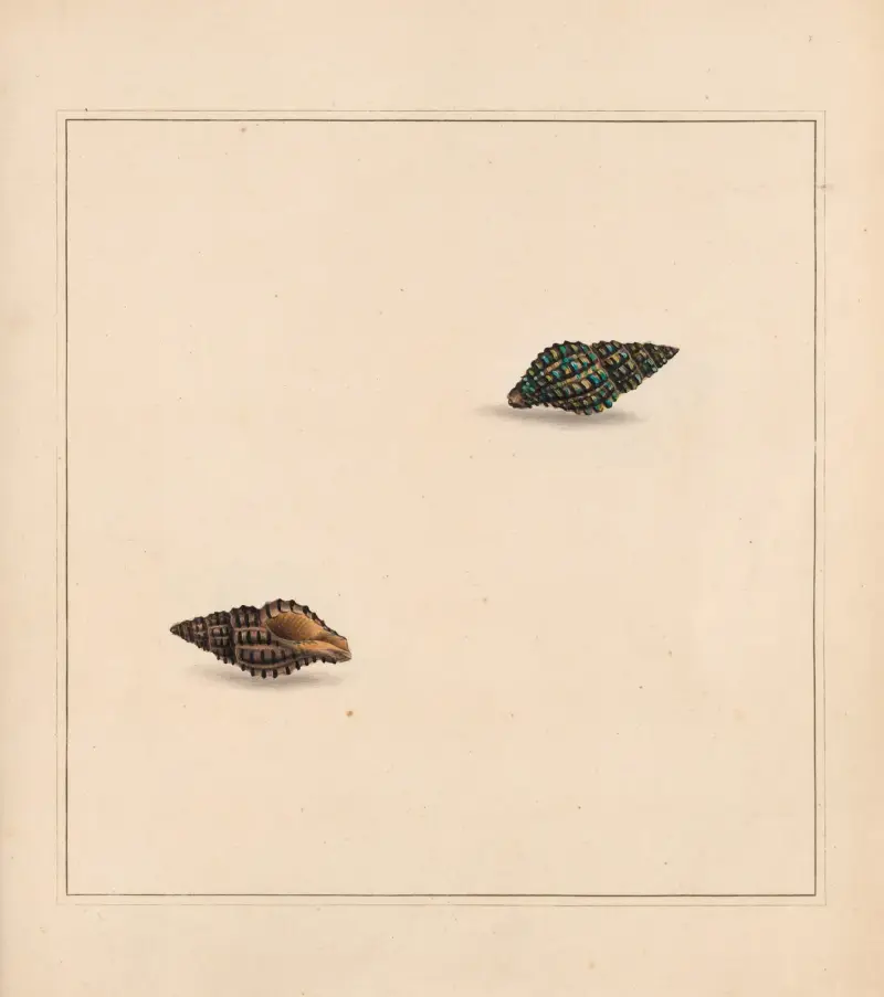 The universal conchologist Taf. 03 von Thomas Martyn