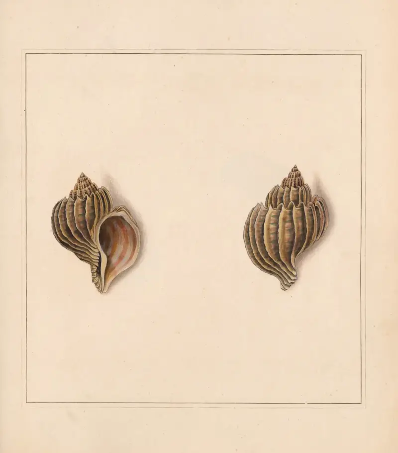 The Universal Conchologist, tabule 07, Thomas Martyn