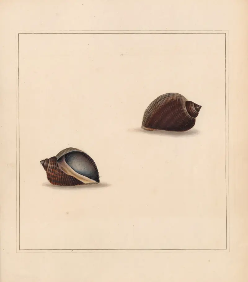 Univerzální koncholog, tab. 10, Thomas Martyn