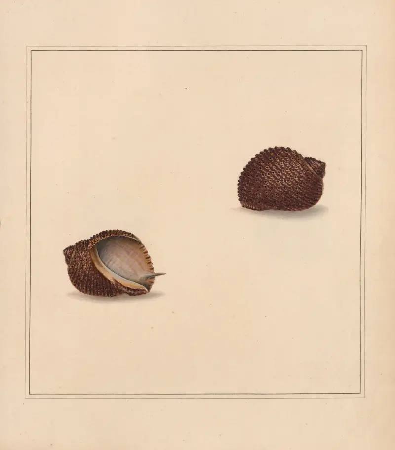 Univerzální koncholog, tab. 11, Thomas Martyn