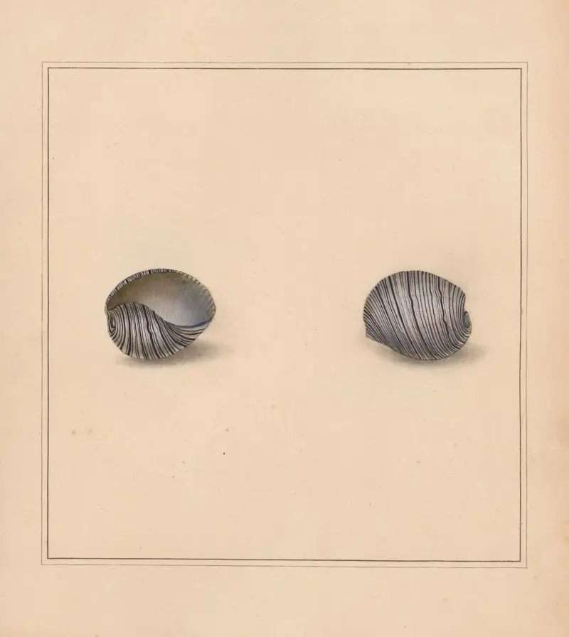 The Universal Conchologist Pl. 12, Thomas Martyn