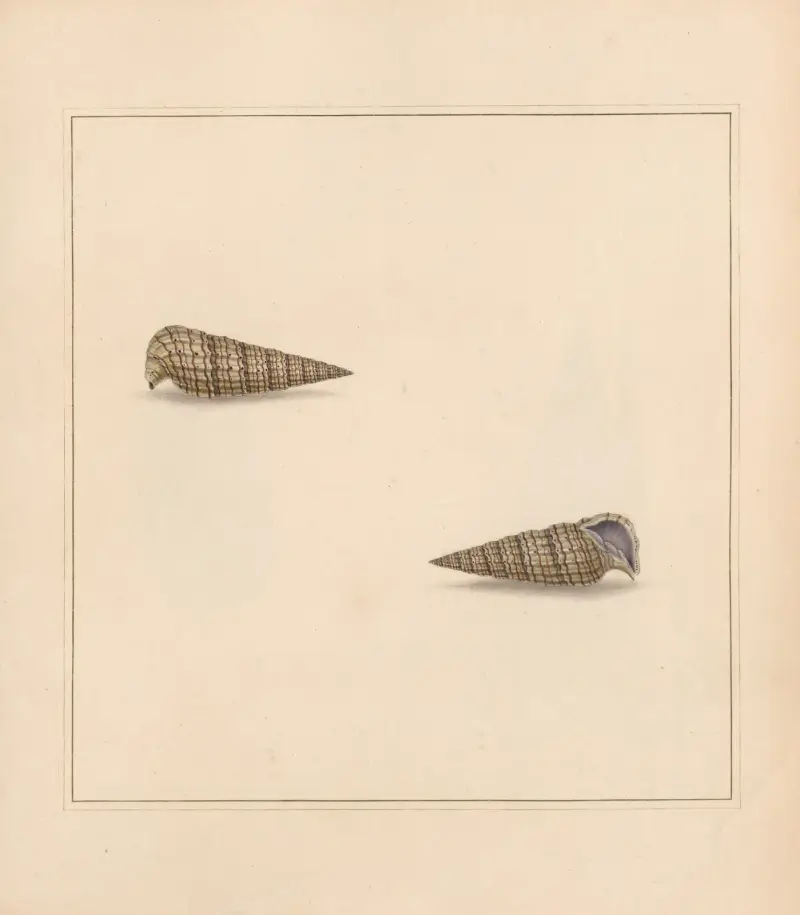The universal conchologist Pl.13, Thomas Martyn
