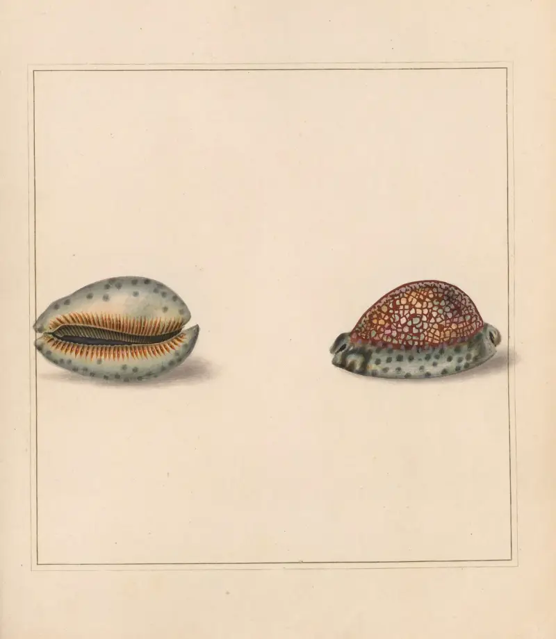 Der universelle Conchologe Taf. 16 von Thomas Martyn