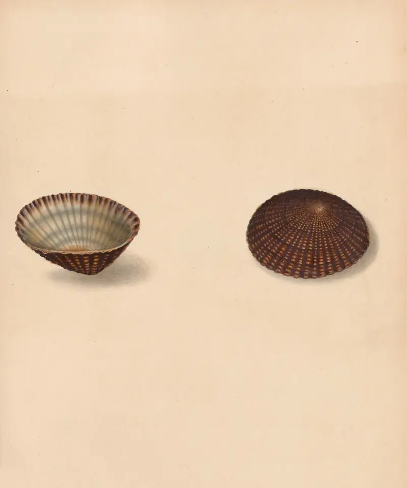 The Universal Conchologist Pl. 18, Thomas Martyn