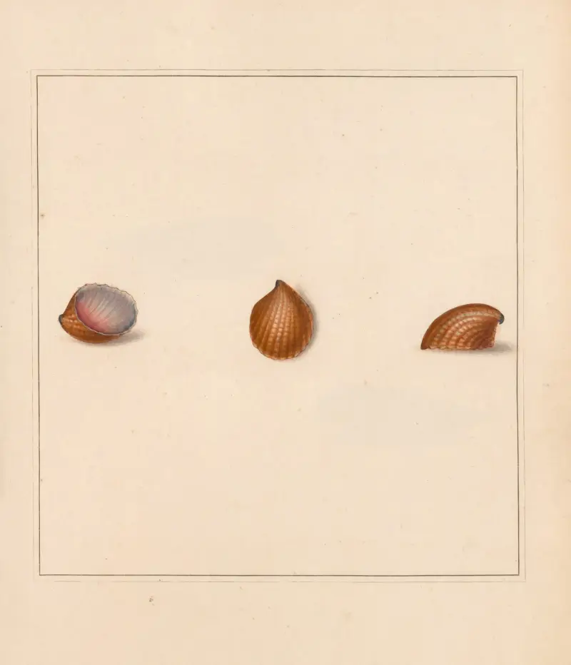 Der universelle Conchologe Taf. 19 von Thomas Martyn