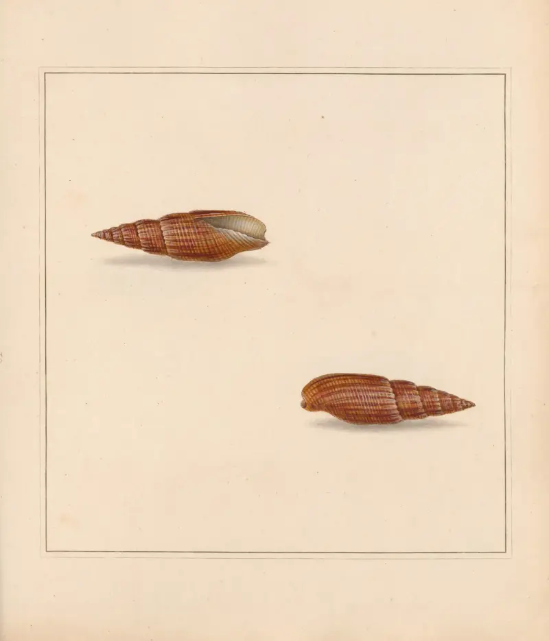 The universal conchologist Pl.20, Thomas Martyn