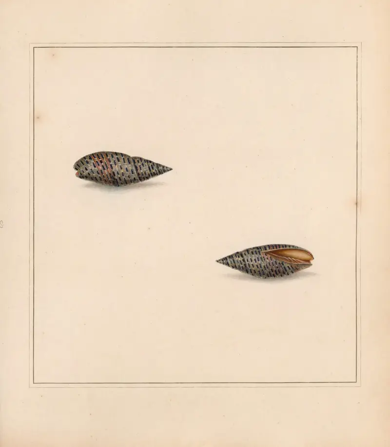 The Universal Conchologist, tabule 22, Thomas Martyn