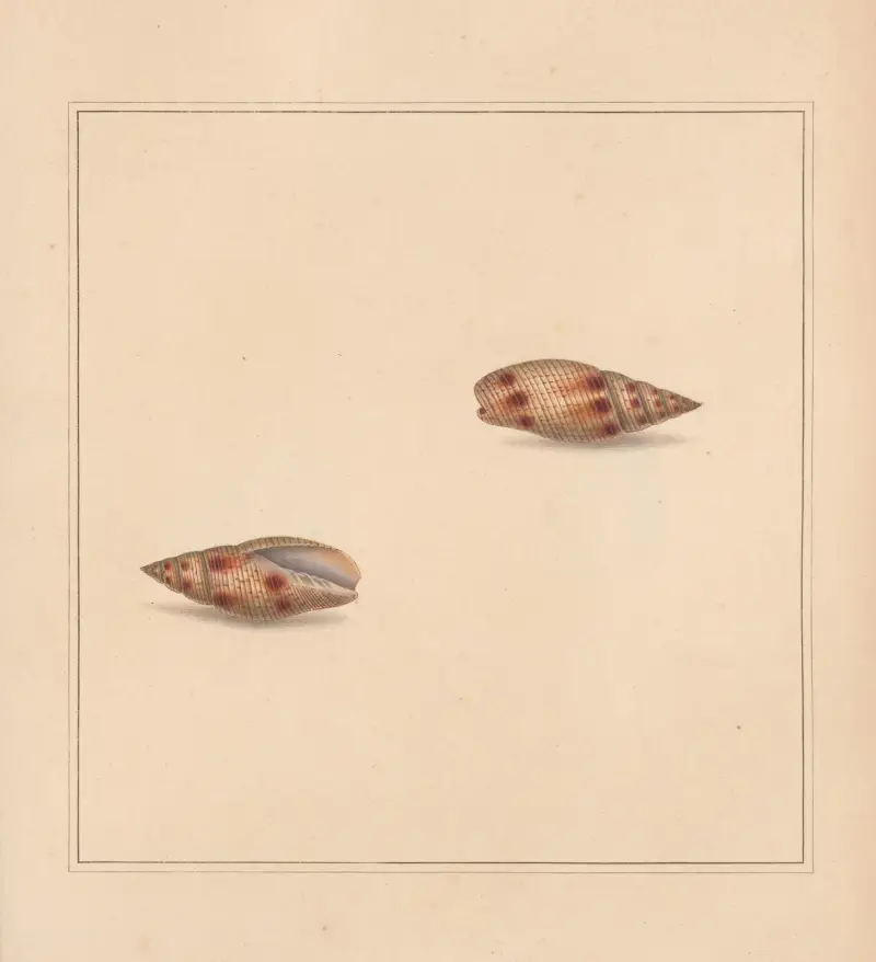 The universal conchologist Pl.24, Thomas Martyn