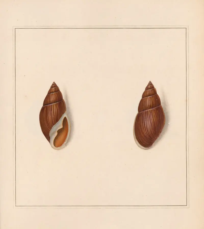 The Universal Conchologist Pl. 26, Thomas Martyn