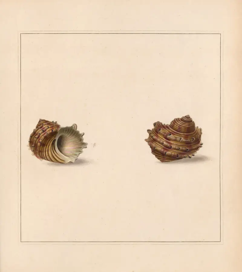 The Universal Conchologist tabl. 27, Thomas Martyn