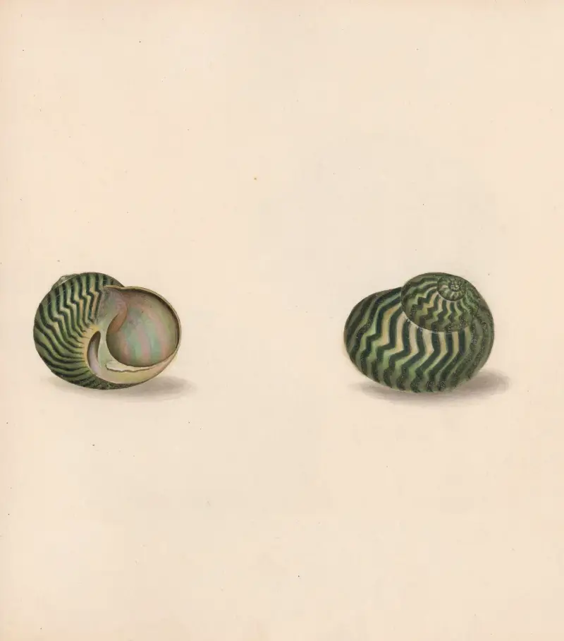 The universal conchologist Pl.30, Thomas Martyn
