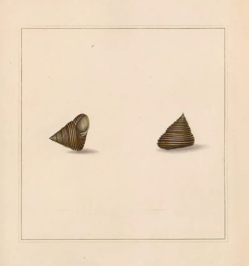 The universal conchologist Pl. 33 von Thomas Martyn