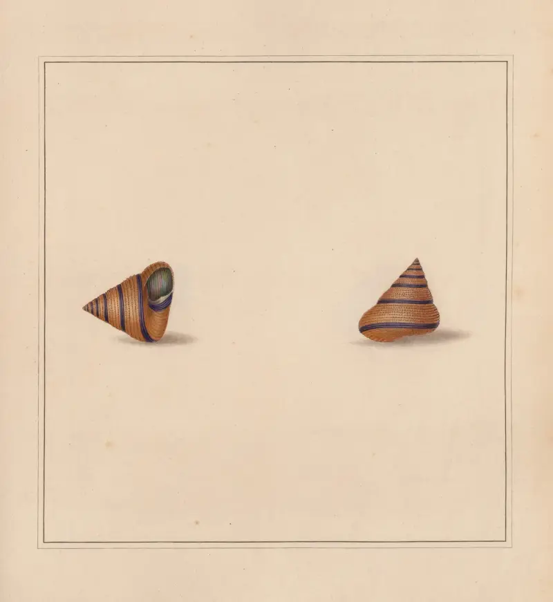 The universal conchologist Pl. 34 von Thomas Martyn